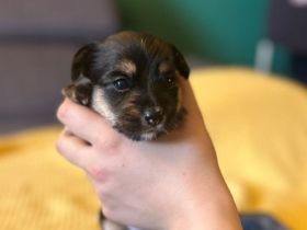 Biewer Yorkshire Terier Mini