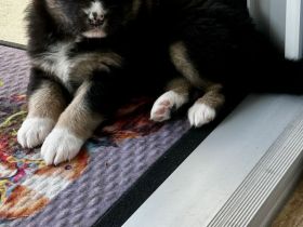 Australien Sheperd Welpen