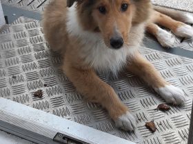 1 supersüsser Colliewelpe