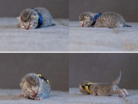 Europäisch Kurzhaarkitten suchen zuhause