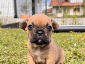 Französische Bulldogge Welpen mit Ahnentafeln
