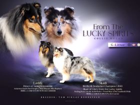 Wir erwarten Collie Welpen in blue merle und Tricolour!