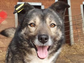 Alina, freundliche, verspielte Hündin, 4 Jahre, 48 cm