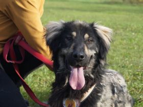 Sonnenschein Aramis sucht Familienanschluss