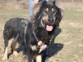 Sonnenschein Aramis sucht Familienanschluss