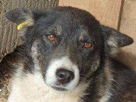 Ramon, ruhiger und angenehmer Zeitgenosse, 2,5 Jahre, 51 cm