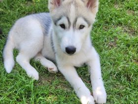 Siberian Husky Welpen suchen ein sportliches Zuhause