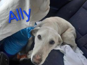 Ally – Ein Herz auf vier Pfoten sucht ein Zuhause