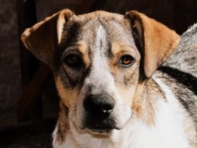 Anna – ein liebevolles Herz auf vier Pfoten sucht ihr Zuhause!