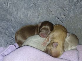 Pomchi Welpen langhaar Hybrid-Hunde Chihuahua Pomeranian Zwergspitz