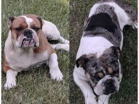 Englische Bulldoggen