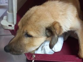 Antonia möchte so gern das Leben außerhalb des Shelters kennen lernen!