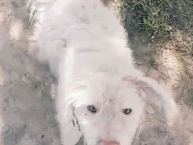 Baobao – ein tapferes Herz auf vier Pfoten sucht sein Für-immer-Zuhause!