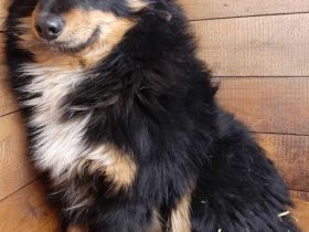 Bebo – Ein Herz, das nach Liebe ruft!