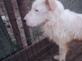 Benjamin – Dein neuer treuer Freund!