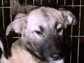 Bubu sucht sein Glück – vielleicht bei dir?