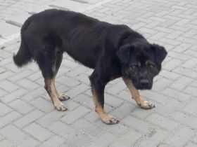 Chicco – Ein Herzenshund sucht sein Für-immer-Zuhause