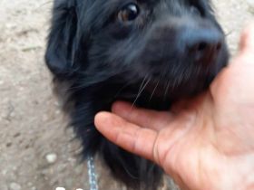 Kleiner Chitto – ein Herz auf vier Pfoten sucht sein Zuhause.