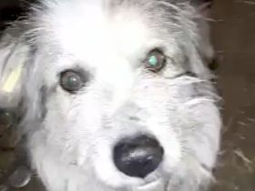 Coby – Ein Sonnenschein sucht sein Glück