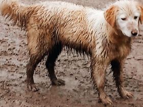 Daggy – Ein Herz aus Gold sucht ihr Zuhause!