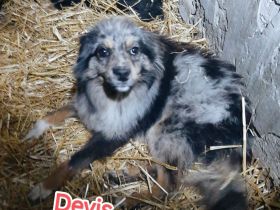 Devis – Ein Hund, der Liebe sucht und ein Zuhause verdient.