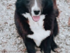 Dominos Geschichte – Ein Hund auf dem Weg ins Glück!