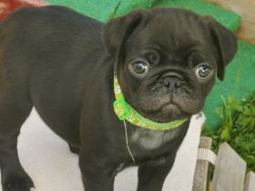 Retromopswelpen, nur noch 1 Rüde in schwarz