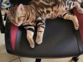 Bengal Mix BKH Deckkater