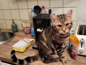 Bengal Marbled Tabby mix BKH Deckkater