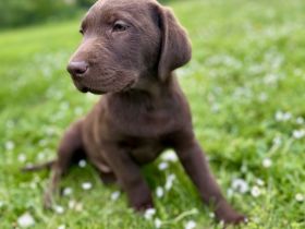 Labrador Welpen aus Genehmigter Zucht mit Herz