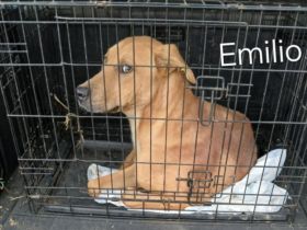 Emilios Geschichte – ein Hund mit einem großen Herzen auf der Suche nach seinem Glück