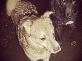 Eric sucht ein Zuhause für immer