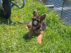Junger Deutscher Schäferhund sucht neues Zuhause