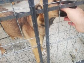 Gloria ist eine bildschöne, junge Hündin mit einem Herz aus Gold.