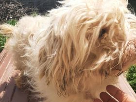 Happy – kleiner Herzensbrecher sucht sein Glück.