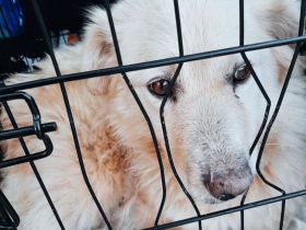 Honey – ein Herz auf vier Pfoten sucht ihr Zuhause für immer