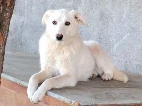 Maribel sucht ihr Für-immer-Zuhause