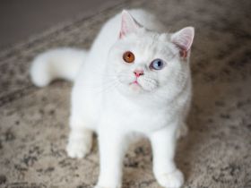 Rarität: Weisse Katze (2 J.) mit zwei Augenfarben sucht Für-Immer-Zuhause