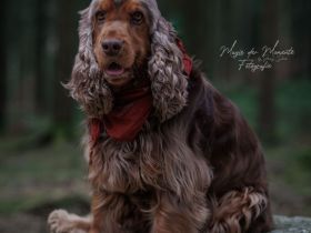 Deckrüde English Cocker Spaniel