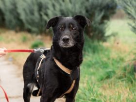 Bezaubernde Ebony sucht Familienanschluss