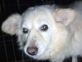 Jamie – der tapfere weiße Junge sucht sein Für-immer-Zuhause!