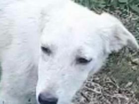 Möchtest du Jeanine ein Zuhause für immer schenken?