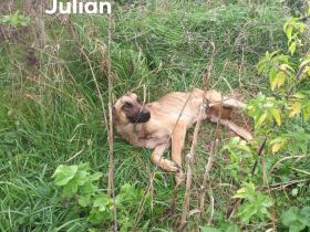 Wessen Herz erobert Julian?