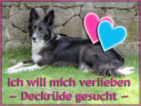 Suche Border Collie Deckrüde