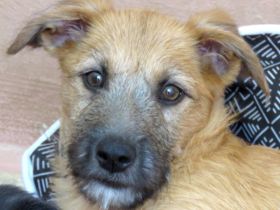 Polly, Patsy 2, Percy und Piper 3 (Terrier-Mischlinge)