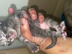 BKH in Blau  schwarz un wiskas Allergiker