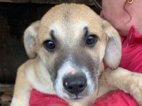 Bonnie liebe, etwas schüchterne Junghündin, die Kontakt braucht, 6 Monate, 48 cm (wachsend)