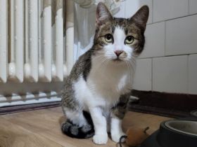 Shiva wartet sehnsüchtig auf ein Zuhause!