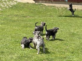 Zwergschnauzer pfeffersalz wunderschön direkt vom Züchter!!