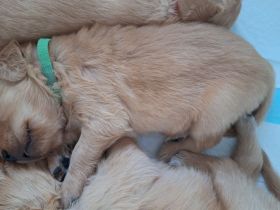 Wunderschöne Dark Golden Retriever Welpen